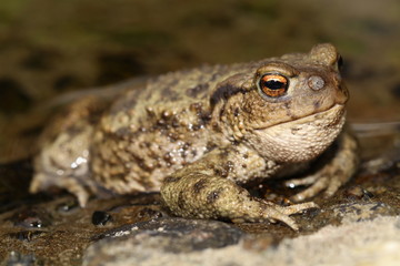 Common Toad (Bufo bufo) with Toadfly larvae (Lucilia bufonivora) near its nostrils, Amsterdamse Waterleiding Duinen, North Holland, The Netherlands