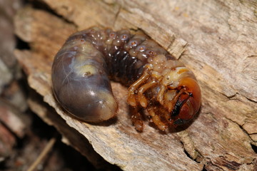A grub close-up