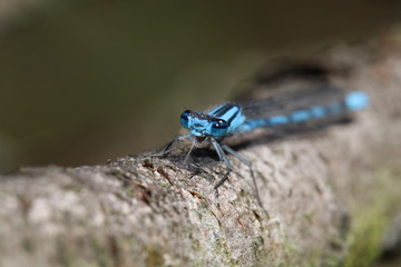 Damselfly close up