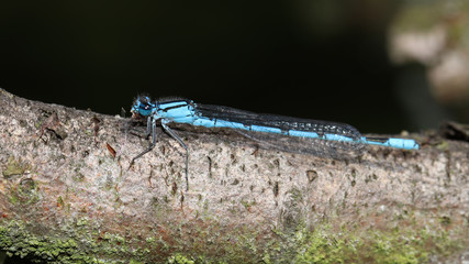 Damselfly close up