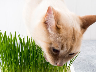 cat eats grass.