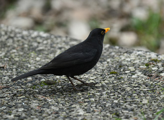 Amsel