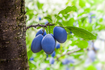 Plum blue branch close up tree in orchard lots of fruit