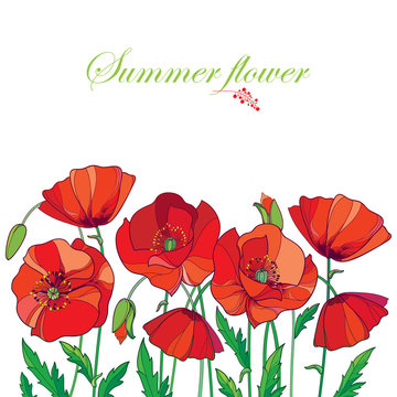 Vector composition with outline red Poppy or Papaver flower, bud and green leaves isolated on white background. Ornate red poppies for summer design in contour style. Symbol of Remembrance Day.