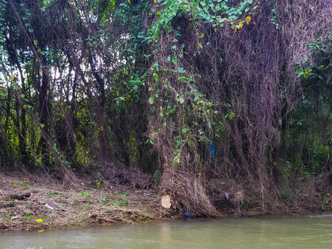 The amazing nature of Jamaica, the forest, the jungle and the river