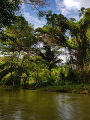 Fototapeta na wymiar The amazing nature of Jamaica, the forest, the jungle and the river