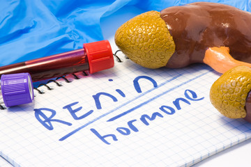 Renin hormone or enzyme measuring  diagnostic concept photo, which regulates arterial blood...