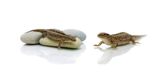 lizard on white background with a reflection