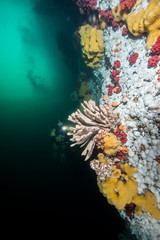 Scuba Diving in British Columbia, Canada