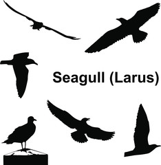 Vector silhouettes of seagulls on white background