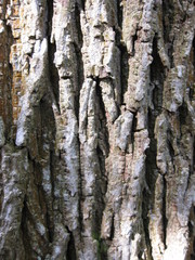 Baumrinde