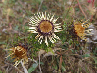 Rumunia - dziewięćsił (Carlina acaulis), srebrny oset