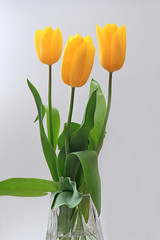 bouquet of fine tulips