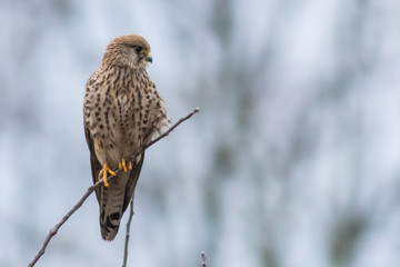 Falcon / Falco tinnunculus