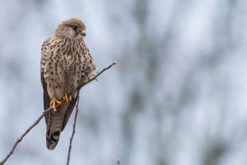 Falcon / Falco tinnunculus