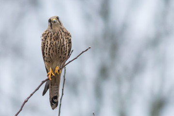 Falcon / Falco tinnunculus