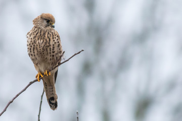 Falcon / Falco tinnunculus