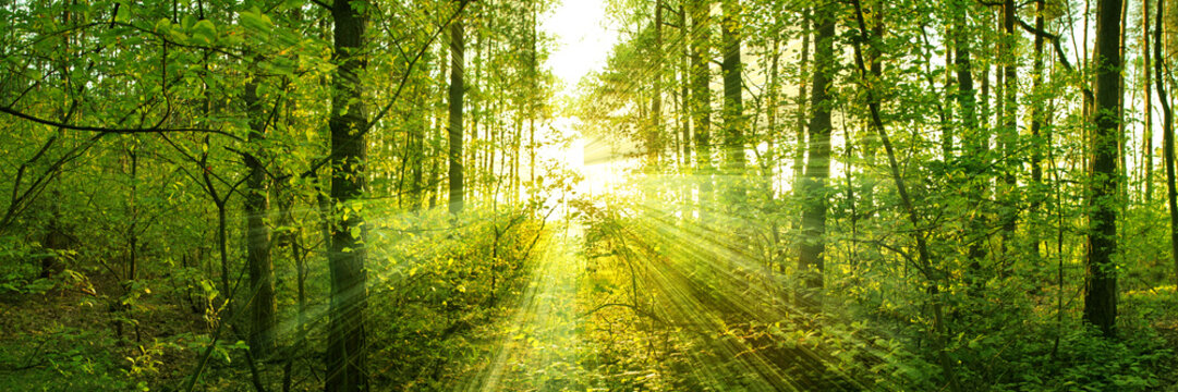 Fototapeta Trees pierce through the leaves of a warm spring sun