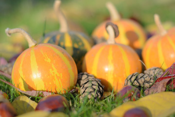 puffed up pumpkin among cones and chestnuts