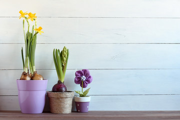 Spring flowers in pots on a white wooden background. Narcissus and hyacinth