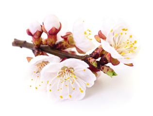 Apricot flowers on white.