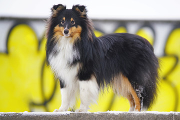 Cute tricolor Sheltie dog staying outdoors in the park in winter