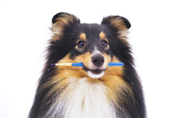 The portrait of a tricolor Sheltie dog holding a paint brush in winter