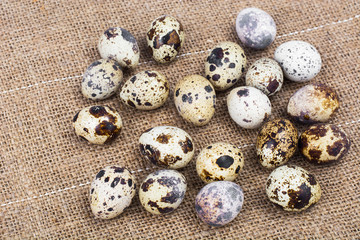 Obraz premium Quail eggs motley coloring, concept of Easter