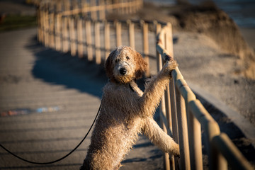 Goldendoodle at the Fence