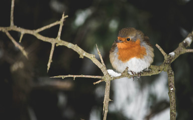 Robin