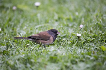 Dark Eyed Junco