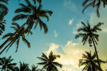 Siilhouettes of palm trees on the beautiful tropical sunset background.