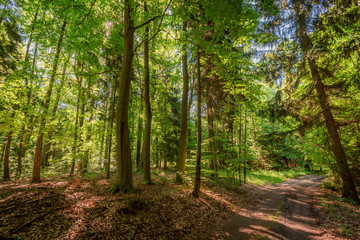 Obraz premium Colorful summer in the forest at sunrise, Poland