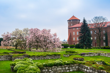 Fototapeta premium Historic royal Wawel castle in spring with blooming magnolias, Cracow/Krakow, Poland.