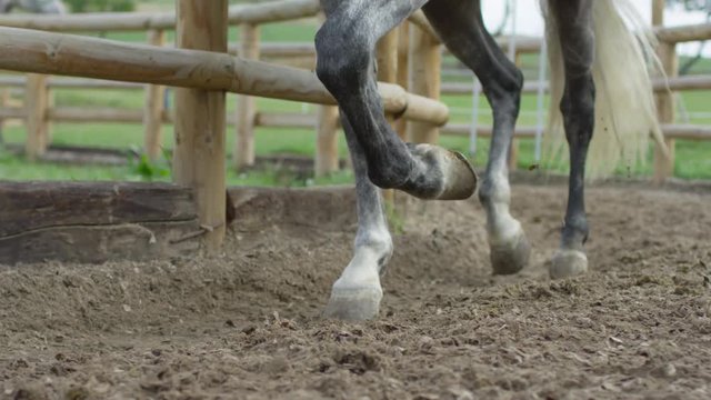 Horse hooves