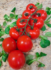 Lovely fresh small red tomatoes on a branch in the green.