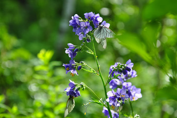 White cabbage butterflies on small violet flowers