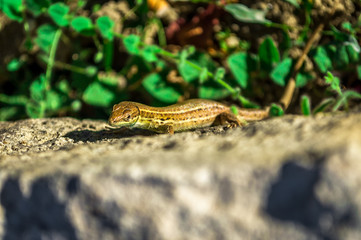 Small lizard resting on a rock.