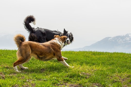 Two shepherd dogs play on mountain meadow