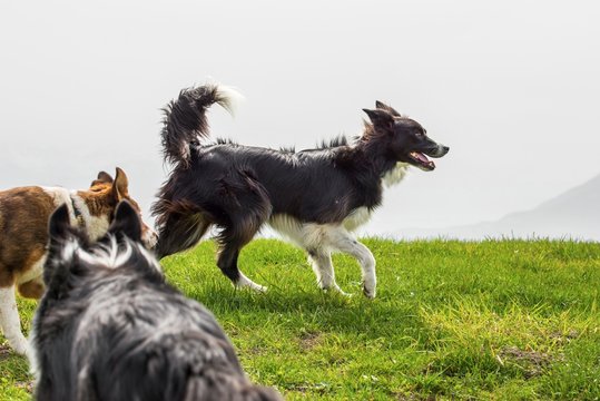 Three shepherd dogs on mountain meadow.
