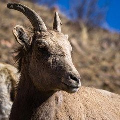 Bighorn Sheep in Colorado