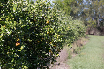 Orange Grove