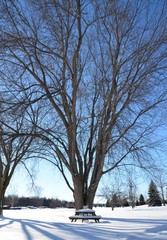 The Snow-scape tree