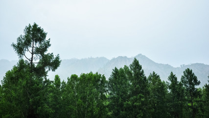 Fototapeta premium Trees against the background of foggy mountains. Rainy weather. Altai, Russia