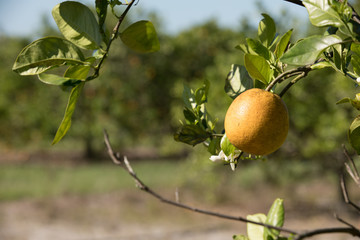 Orange Tree