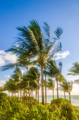 Obraz na płótnie Canvas Tropical Miami Beach Palms