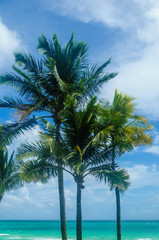 Fototapeta na wymiar Tropical Miami Beach Palms