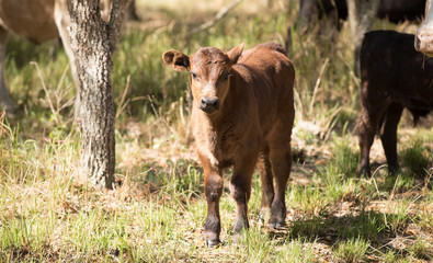 Baby Calf