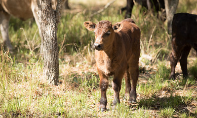 Fototapeta premium Baby Calf