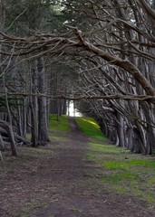 The Covered Path